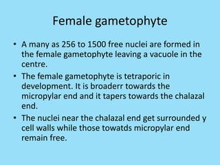 Female gametophyte
• A many as 256 to 1500 free nuclei are formed in
the female gametophyte leaving a vacuole in the
centre.
• The female gametophyte is tetraporic in
development. It is broaderr towards the
micropylar end and it tapers towards the chalazal
end.
• The nuclei near the chalazal end get surrounded y
cell walls while those towatds micropylar end
remain free.
 