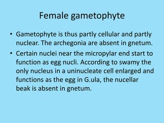 Female gametophyte
• Gametophyte is thus partly cellular and partly
nuclear. The archegonia are absent in gnetum.
• Certain nuclei near the micropylar end start to
function as egg nucli. According to swamy the
only nucleus in a uninucleate cell enlarged and
functions as the egg in G.ula, the nucellar
beak is absent in gnetum.
 