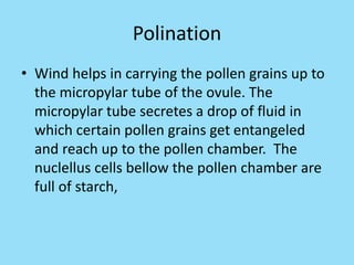 Polination
• Wind helps in carrying the pollen grains up to
the micropylar tube of the ovule. The
micropylar tube secretes a drop of fluid in
which certain pollen grains get entangeled
and reach up to the pollen chamber. The
nuclellus cells bellow the pollen chamber are
full of starch,
 
