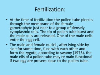 Fertilization:
• At the time of fertilization the pollen tube pierces
through the membrane of the female
gametophyte just near to a group of densely
cytoplasmic cells. The tip of pollen tube burst and
the male cells are released. One of the male cells
enter the egg cell.
• The male and female nuclei , after lying side by
side for some time, fuse with each other and
form the zygote, according to swamy (1973), the
male ells of a pollen tube may re main functional
if two egg are present close to the pollen tube.
 
