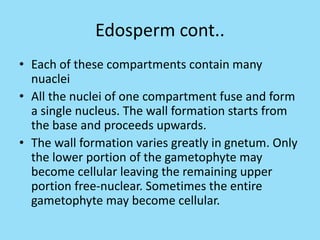 Edosperm cont..
• Each of these compartments contain many
nuaclei
• All the nuclei of one compartment fuse and form
a single nucleus. The wall formation starts from
the base and proceeds upwards.
• The wall formation varies greatly in gnetum. Only
the lower portion of the gametophyte may
become cellular leaving the remaining upper
portion free-nuclear. Sometimes the entire
gametophyte may become cellular.
 