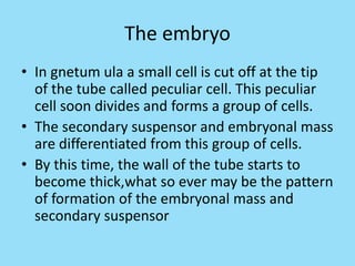 The embryo
• In gnetum ula a small cell is cut off at the tip
of the tube called peculiar cell. This peculiar
cell soon divides and forms a group of cells.
• The secondary suspensor and embryonal mass
are differentiated from this group of cells.
• By this time, the wall of the tube starts to
become thick,what so ever may be the pattern
of formation of the embryonal mass and
secondary suspensor
 