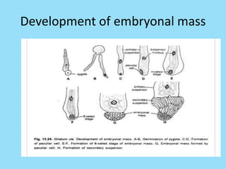 Development of embryonal mass
 