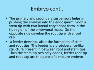 Embryo cont..
• The primary and secondary suspensors helps in
pushing the embryo into the endosperm. Soon a
stem tip with two lateral cotyledons form in the
tip region of the embryonal mass. On the
opposite side develop the root tip with a root
cap.
• a feeder develops after the formation of stem
and root tips. The feeder is a protuberance-like
structure present in between root and stem tips.
Thus the stem tip,two cotyledons, feeder root tip
and root cap are the parts of a mature embryo
 