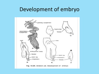 Development of embryo
 