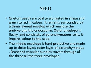 SEED
• Gnetum seeds are oval to elongated in shape and
green to red in colour. It remains surrounded by
a three layered envelop which enclose the
embryo and the endosperm. Outer envelope is
fleshy, and consiststs of parenchymatous cells. It
imparts colour to the seed.
• The middle envelope is hard protective and made
up to three layers outer layer of parenchymatous
. Branched vascular bundles travers through all
the three all the three envelopes.
 