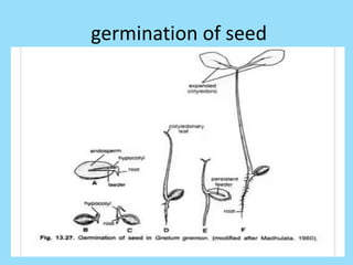germination of seed
 