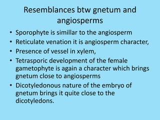 Resemblances btw gnetum and
angiosperms
• Sporophyte is simillar to the angiosperm
• Reticulate venation it is angiosperm character,
• Presence of vessel in xylem,
• Tetrasporic development of the female
gametophyte is again a character which brings
gnetum close to angiosperms
• Dicotyledonous nature of the embryo of
gnetum brings it quite close to the
dicotyledons.
 