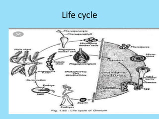 Life cycle
 