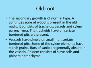 Old root
• The secondary growth is of normal type. A
continues zone of wood is present in the old
roots. It consists of tracheids, vessels and xylem
parenchyma. The tracheids have uniseriate
bordered pits are present.
• Vesssels have simple or small multiseriate
bordered pits. Some of the xylem elements have
starch grains. Bars of sanio are generally absent in
the vessels. Phloem consists of sieve cells and
phloem parenchyma.
 