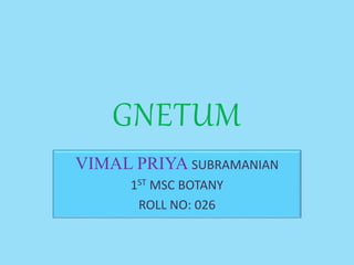 GNETUM
VIMAL PRIYA SUBRAMANIAN
1ST MSC BOTANY
ROLL NO: 026
 