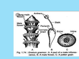 Gnetum