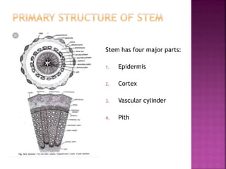 Stem has four major parts:
1. Epidermis
2. Cortex
3. Vascular cylinder
4. Pith
 