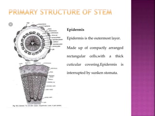 Epidermis
Epidermis is the outermost layer.
Made up of compactly arranged
rectangular cells,with a thick
cuticular covering.Epidermis is
interrupted by sunken stomata.
 