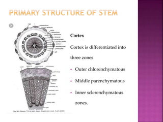 Cortex
Cortex is differentiated into
three zones
 Outer chlorenchymatous
 Middle parenchymatous
 Inner sclerenchymatous
zones.
 