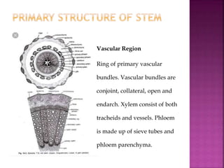 Vascular Region
Ring of primary vascular
bundles. Vascular bundles are
conjoint, collateral, open and
endarch. Xylem consist of both
tracheids and vessels. Phloem
is made up of sieve tubes and
phloem parenchyma.
 