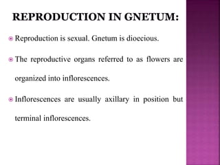  Reproduction is sexual. Gnetum is dioecious.
 The reproductive organs referred to as flowers are
organized into inflorescences.
 Inflorescences are usually axillary in position but
terminal inflorescences.
 