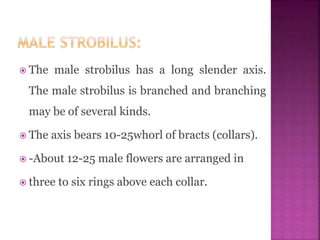  The male strobilus has a long slender axis.
The male strobilus is branched and branching
may be of several kinds.
 The axis bears 10-25whorl of bracts (collars).
 -About 12-25 male flowers are arranged in
 three to six rings above each collar.
 