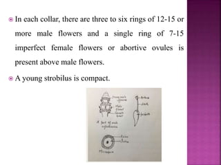  In each collar, there are three to six rings of 12-15 or
more male flowers and a single ring of 7-15
imperfect female flowers or abortive ovules is
present above male flowers.
 A young strobilus is compact.
 