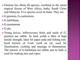  Gnetum has about 40 species, confined to the moist
tropical forests of West Africa, India, South China
and Malaysia. Five species occur in India. They are
 G.gnemon, G.contractum,
 G.latifolium,
 G.montamum
 G.ula.
 Young leaves, inflorescence fruits and seeds of G.
gnemon are edible. Its bark yields a fibre of high
tensile strength, ideal for paper pulp and fishing nets.
Seed kernels of G.ula yield an oil, used for
illumination, cooking and massage in rheumatism.
The kernels of G.latifolium are edible and its bark is
used for making nets and ropes.
 
