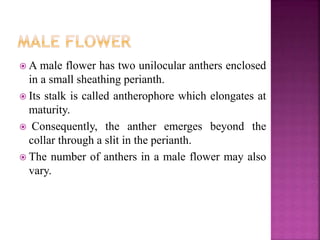 A male flower has two unilocular anthers enclosed
in a small sheathing perianth.
 Its stalk is called antherophore which elongates at
maturity.
 Consequently, the anther emerges beyond the
collar through a slit in the perianth.
 The number of anthers in a male flower may also
vary.
 
