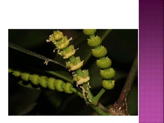 GNETUM................................pptx