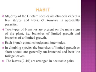  Majority of the Gnetum species are climbers except a
few shrubs and trees. G. trinerve is apparently
parasitic.
 Two types of branches are present on the main stem
of the plant, i.e. branches of limited growth and
branches of unlimited growth.
 Each branch contains nodes and internodes.
 In climbing species the branches of limited growth or
short shoots are generally un-branched and bear the
foliage leaves.
 The leaves (9-10) are arranged in decussate pairs
 