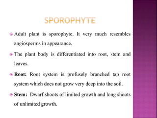 Adult plant is sporophyte. It very much resembles
angiosperms in appearance.
 The plant body is differentiated into root, stem and
leaves.
 Root: Root system is profusely branched tap root
system which does not grow very deep into the soil.
 Stem: Dwarf shoots of limited growth and long shoots
of unlimited growth.
 