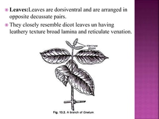  Leaves:Leaves are dorsiventral and are arranged in
opposite decussate pairs.
 They closely resemble dicot leaves un having
leathery texture broad lamina and reticulate venation.
 
