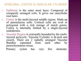 1. Epiblema is the outer most layer. Composed of
compactly arranged cells. It gives out unicellular
root hairs.
2. Cortex is the multi-layered middle region. Made up
of parenchyma cells. Cortical cells are oval or
polygonal with a rich storage of starch grains.
Cortex is internally limited by a single-layered
endodermis.
3. Vascular Region is externally bounded by the multi-
layered pericycle. Vascular Cylinder is di-arch and
exarch. There are 2 radially arranged Vascular
Bundles separated from each other by
parenchymatous tissue.
Primary xylem has very few elements.
 