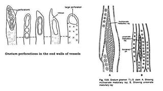 Gnetum perforations in the end walls of vessels
 