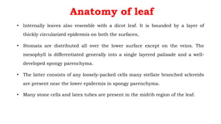 Anatomy of leaf
• Internally leaves also resemble with a dicot leaf. It is bounded by a layer of
thickly circularized epidermis on both the surfaces,
• Stomata are distributed all over the lower surface except on the veins. The
mesophyll is differentiated generally into a single layered palisade and a well-
developed spongy parenchyma.
• The latter consists of any loosely-packed cells many stellate branched sclereids
are present near the lower epidermis in spongy parenchyma.
• Many stone cells and latex tubes are present in the midrib region of the leaf.
 