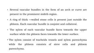 • Several vascular bundles in the form of an arch or curve are
present in the prominent midrib region.
• A ring of thick —walled stone cells is present just outside the
phloem. Each vascular bundle is conjoint and collateral.
• The xylem of each vascular bundle faces towards the upper
surface while the phloem faces towards the lower surface.
• The xylem consist of tracheids vessels and xylem parenchyma
while the phloem consists of sieve cells and phloem
parenchyma.
 