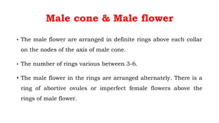 Male cone & Male flower
• The male flower are arranged in definite rings above each collar
on the nodes of the axis of male cone.
• The number of rings various between 3-6.
• The male flower in the rings are arranged alternately. There is a
ring of abortive ovules or imperfect female flowers above the
rings of male flower.
 