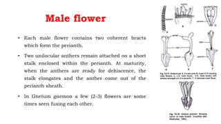 Male flower
• Each male flower contains two coherent bracts
which form the perianth.
• Two unilocular anthers remain attached on a short
stalk enclosed within the perianth. At maturity,
when the anthers are ready for dehiscence, the
stalk elongates and the anther come out of the
perianth sheath.
• In Gnetum gnemon a few (2-3) flowers are some
times seen fusing each other.
 