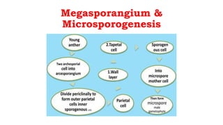 Megasporangium &
Microsporogenesis
 