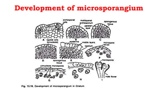 Development of microsporangium
 