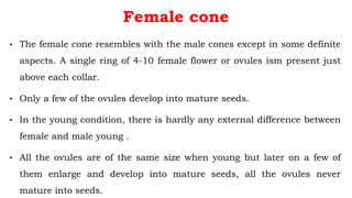 Female cone
• The female cone resembles with the male cones except in some definite
aspects. A single ring of 4-10 female flower or ovules ism present just
above each collar.
• Only a few of the ovules develop into mature seeds.
• In the young condition, there is hardly any external difference between
female and male young .
• All the ovules are of the same size when young but later on a few of
them enlarge and develop into mature seeds, all the ovules never
mature into seeds.
 