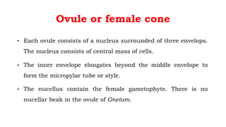 Ovule or female cone
• Each ovule consists of a nucleus surrounded of three envelops.
The nucleus consists of central mass of cells.
• The inner envelope elongates beyond the middle envelope to
form the micropylar tube or style.
• The nucellus contain the female gametophyte. There is no
nucellar beak in the ovule of Gnetum.
 