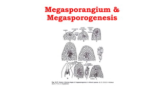 Megasporangium &
Megasporogenesis
 