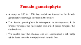 Female gametophyte
• A many as 256 to 1500 free nuclei are formed in the female
gametophyte leaving a vacuole in the centre.
• The female gametophyte is tetrasporic in development. It is
broader towards the micropylar end and it tapers towards the
chalazal end.
• The nuclei near the chalazal end get surrounded y cell walls
while those towards micropylar end remain free.
 