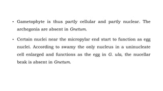 • Gametophyte is thus partly cellular and partly nuclear. The
archegonia are absent in Gnetum.
• Certain nuclei near the micropylar end start to function as egg
nuclei. According to swamy the only nucleus in a uninucleate
cell enlarged and functions as the egg in G. ula, the nucellar
beak is absent in Gnetum.
 