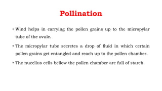 Pollination
• Wind helps in carrying the pollen grains up to the micropylar
tube of the ovule.
• The micropylar tube secretes a drop of fluid in which certain
pollen grains get entangled and reach up to the pollen chamber.
• The nucellus cells bellow the pollen chamber are full of starch.
 