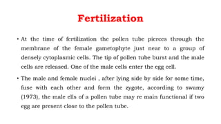 Fertilization
• At the time of fertilization the pollen tube pierces through the
membrane of the female gametophyte just near to a group of
densely cytoplasmic cells. The tip of pollen tube burst and the male
cells are released. One of the male cells enter the egg cell.
• The male and female nuclei , after lying side by side for some time,
fuse with each other and form the zygote, according to swamy
(1973), the male ells of a pollen tube may re main functional if two
egg are present close to the pollen tube.
 