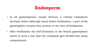 Endosperm
• In all gymnosperms, except Gnetum, a cellular endosperm
develops before although starts before fertilization, a part of the
gametophyte remains free-nuclear at the time of fertilization.
• After fertilization the wall formation in the female gametophyte
starts in such a way that the cytoplasm gets divided into many
compartment.
 