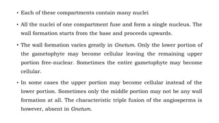 • Each of these compartments contain many nuclei
• All the nuclei of one compartment fuse and form a single nucleus. The
wall formation starts from the base and proceeds upwards.
• The wall formation varies greatly in Gnetum. Only the lower portion of
the gametophyte may become cellular leaving the remaining upper
portion free-nuclear. Sometimes the entire gametophyte may become
cellular.
• In some cases the upper portion may become cellular instead of the
lower portion. Sometimes only the middle portion may not be any wall
formation at all. The characteristic triple fusion of the angiosperms is
however, absent in Gnetum.
 