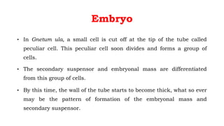Embryo
• In Gnetum ula, a small cell is cut off at the tip of the tube called
peculiar cell. This peculiar cell soon divides and forms a group of
cells.
• The secondary suspensor and embryonal mass are differentiated
from this group of cells.
• By this time, the wall of the tube starts to become thick, what so ever
may be the pattern of formation of the embryonal mass and
secondary suspensor.
 