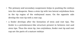 • The primary and secondary suspensors helps in pushing the embryo
into the endosperm. Soon a stem tip with two lateral cotyledons form
in the tip region of the embryonal mass. On the opposite side
develop the root tip with a root cap.
• a feeder develops after the formation of stem and root tips. The
feeder is a protuberance-like structure present in between root and
stem tips. Thus the stem tip, two cotyledons, feeder root tip and root
cap are the parts of a mature embryo
 