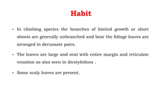 Habit
• In climbing species the branches of limited growth or short
shoots are generally unbranched and bear the foliage leaves are
arranged in decussate pairs.
• The leaves are large and oval with entire margin and reticulate
venation as also seen in dicotyledons .
• Some scaly leaves are present.
 