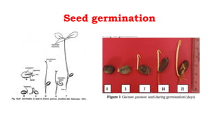 Seed germination
 